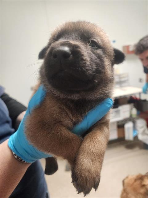 A1239480 - German Shepherd Dog available for adoption