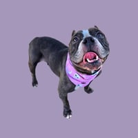 BELLE - Photo 1