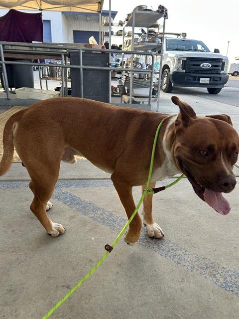 *TROY - Pit Bull Terrier available for adoption