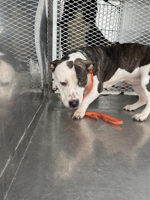 *ASPEN - Pit Bull Terrier available for adoption