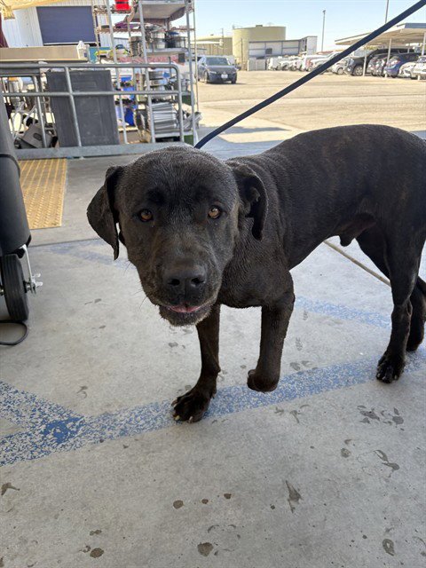 BRUCE - Cane Corso Mastiff available for adoption