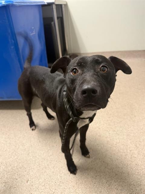 GANGSTER BOY - Pit Bull Terrier available for adoption