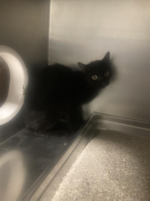 A1241843 - Domestic Short Hair available for adoption