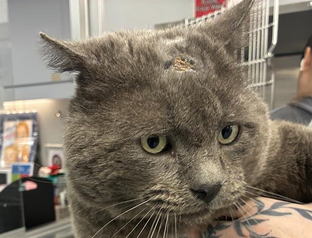 *ARCHIE - Domestic Short Hair available for adoption