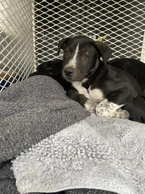 *JACOB - Labrador Retriever available for adoption