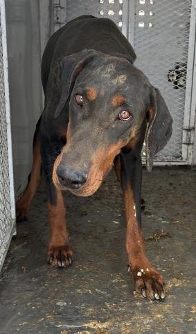 LARA - Doberman Pinscher available for adoption