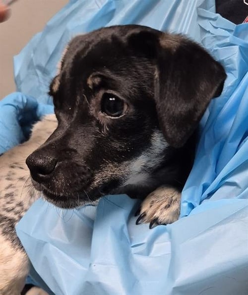 *MORTIMER - Chihuahua available for adoption