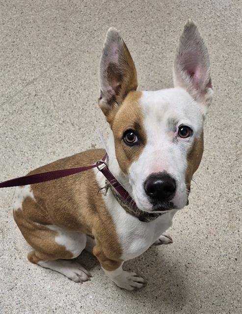 *PEPPER ANN - Basenji available for adoption