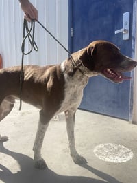 RUGER - Photo 1