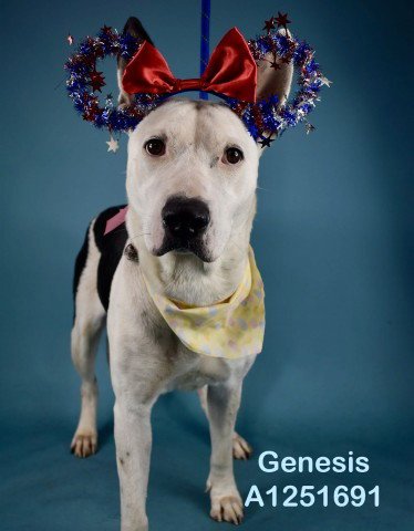 *GENESIS - Pit Bull Terrier for adoption in Bakersfield