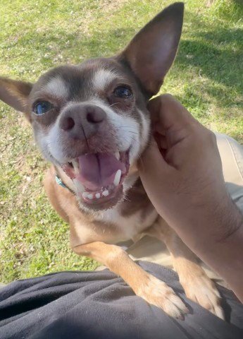 *BETO - Chihuahua available for adoption