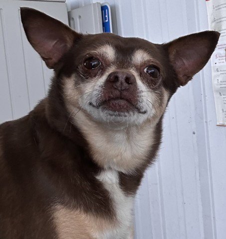 *BETO - Chihuahua available for adoption