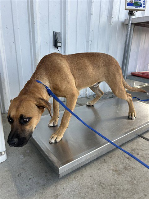 *HANK BOY - Boxer available for adoption