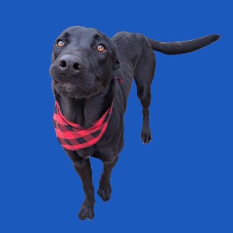 *CHANDLER - Labrador Retriever available for adoption