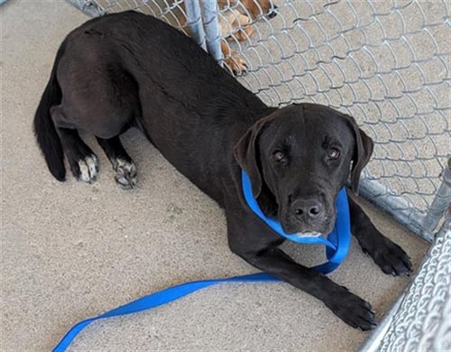 *NOELLE - Labrador Retriever available for adoption