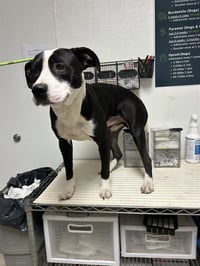 BRUNO - Photo 1