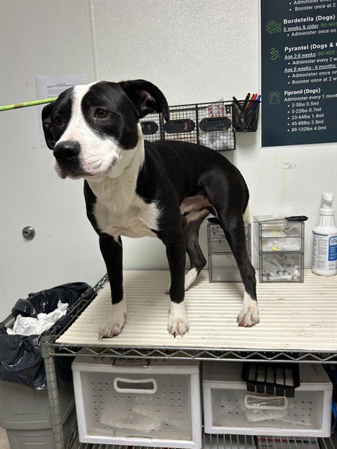 BRUNO - Pit Bull Terrier available for adoption