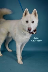 *ORION - Photo 1