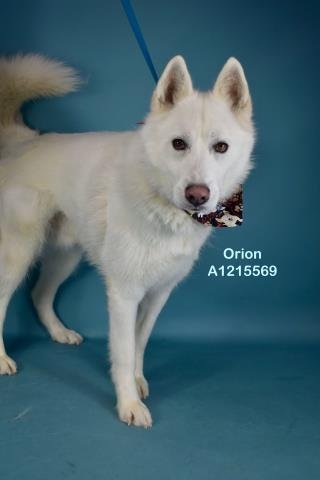 *ORION - Siberian Husky available for adoption