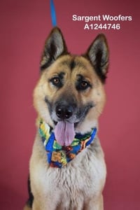 *SARGENT WOOFERS - Photo 1