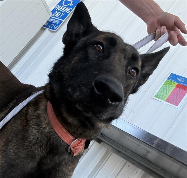 A1241080 - Belgian Shepherd Malinois available for adoption