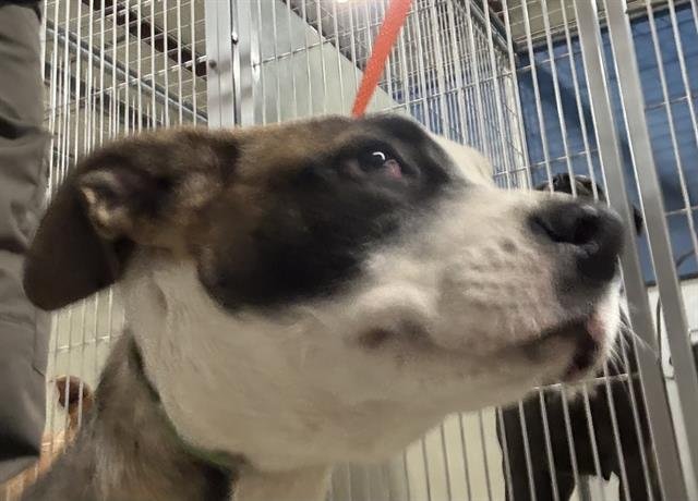 A1239130 - Pit Bull Terrier available for adoption