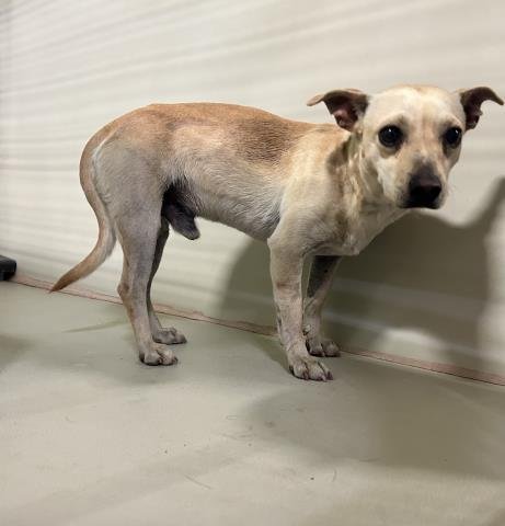 *TYE - Chihuahua available for adoption