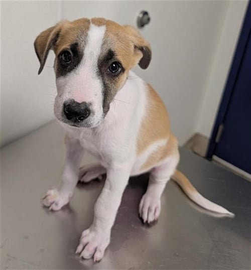 *DUNCAN - Border Collie available for adoption