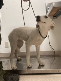 DOG 1 - Photo 1