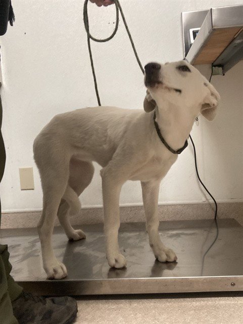 DOG 1 - Great Pyrenees available for adoption