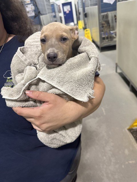 *BURRITO - Pit Bull Terrier available for adoption