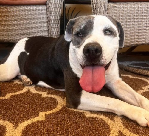 *ALMOND - Pit Bull Terrier available for adoption