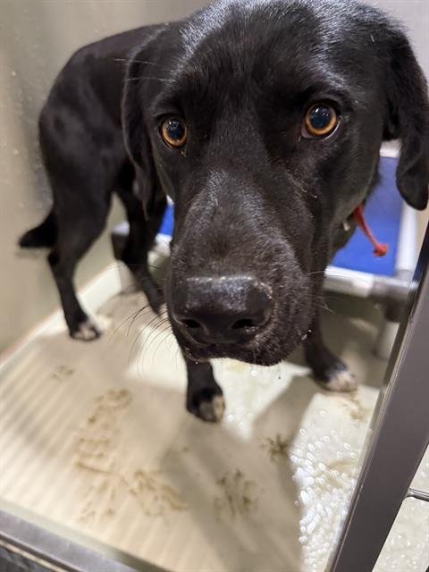 *JENNINGS - Pit Bull Terrier available for adoption