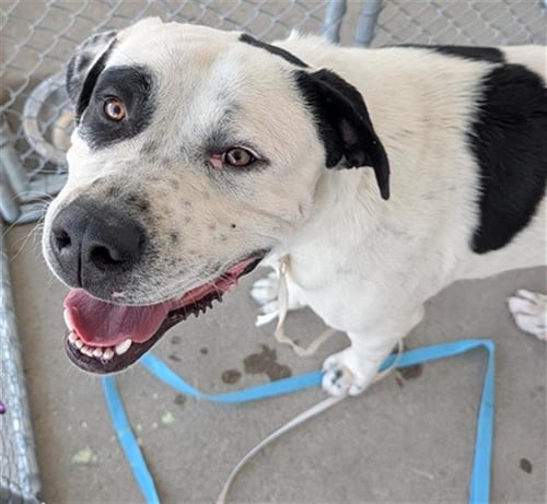 *POE - Mastiff available for adoption
