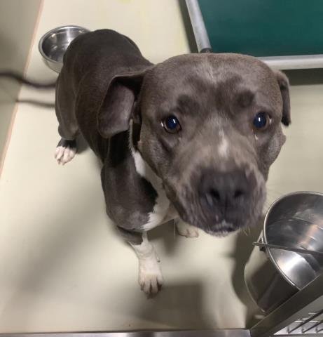 *XENA - Pit Bull Terrier available for adoption