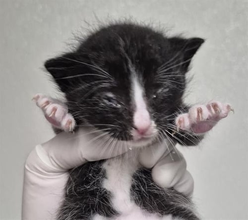 A1242238 - Domestic Short Hair available for adoption