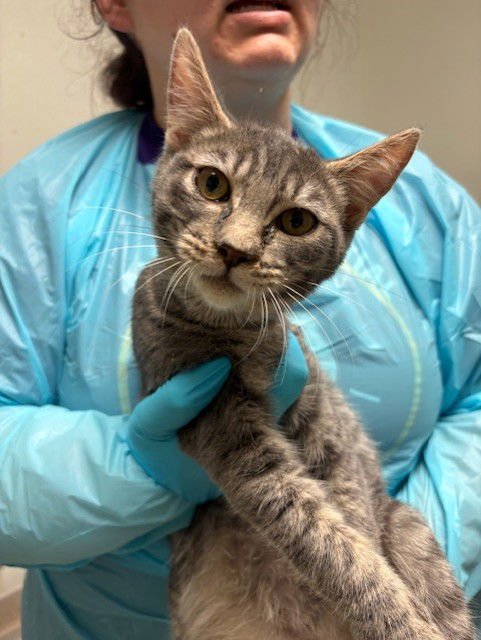 A1239622 - Domestic Short Hair available for adoption