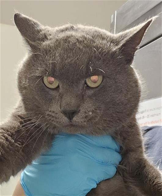 *BENZ - Domestic Short Hair available for adoption