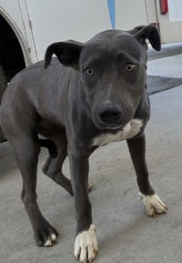 COCO - Photo 1