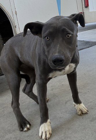 COCO - Pit Bull Terrier available for adoption