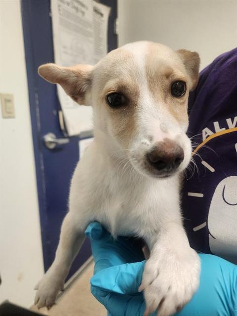 BUTTER - Chihuahua available for adoption