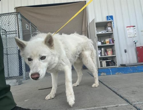 *ORION - Siberian Husky available for adoption