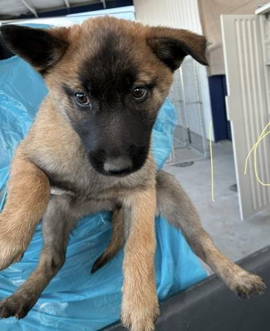 6 - German Shepherd Dog available for adoption