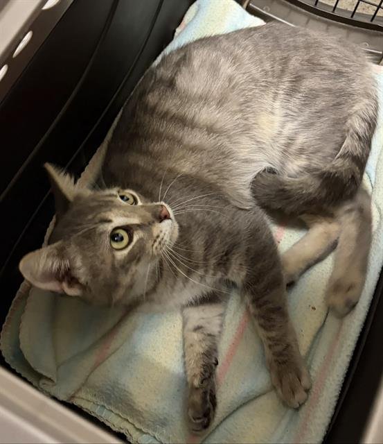 A1243698 - Domestic Short Hair available for adoption