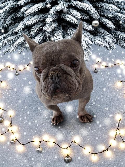 BAYLEY - French Bulldog available for adoption