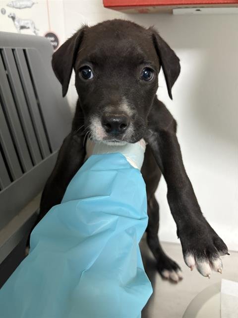BOY5 - Pit Bull Terrier available for adoption