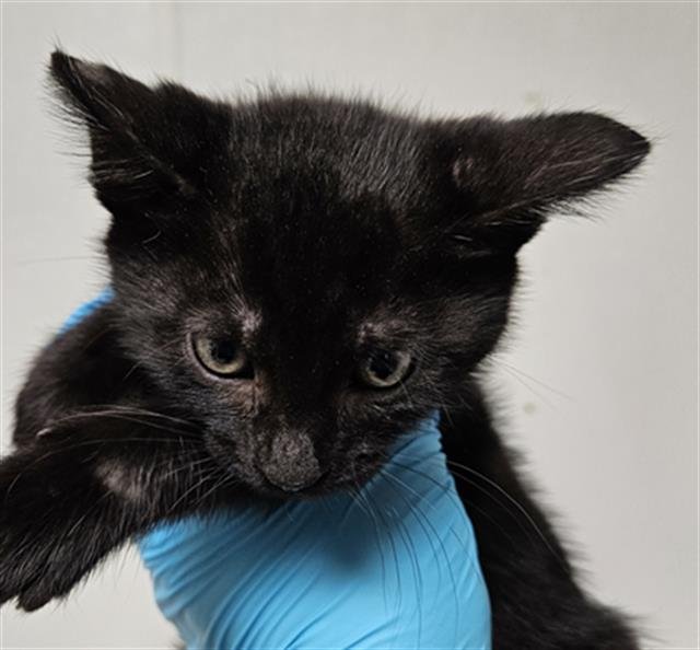 CHARA - Domestic Short Hair available for adoption