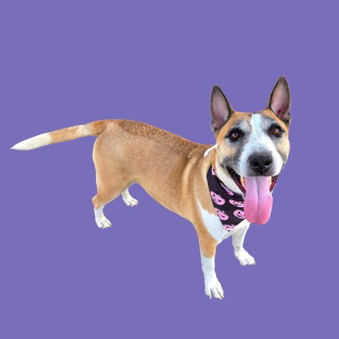 SOSHA - German Shepherd Dog / Bull Terrier available for adoption