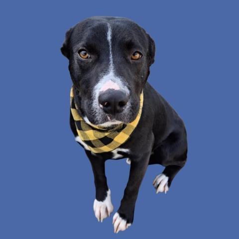 *LUCKY - Pit Bull Terrier available for adoption