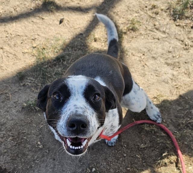 BABYGIRL - Border Collie available for adoption